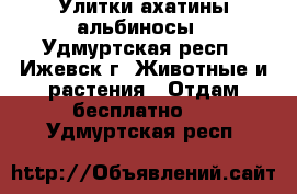 Улитки ахатины альбиносы - Удмуртская респ., Ижевск г. Животные и растения » Отдам бесплатно   . Удмуртская респ.